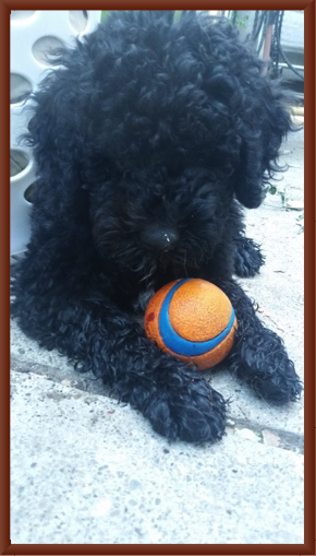 Charlie on her first day home